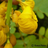 Senna alata (L.) Roxb.